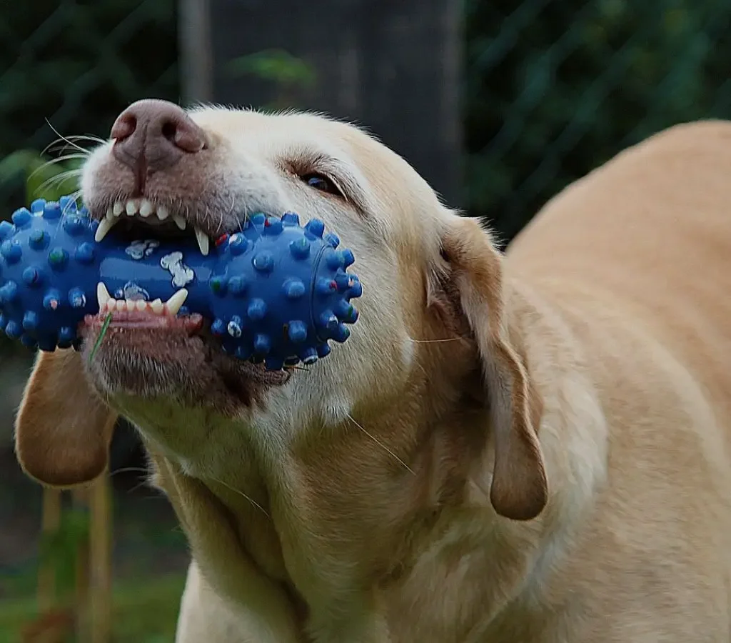 Stop a Dog from Chewing Everything