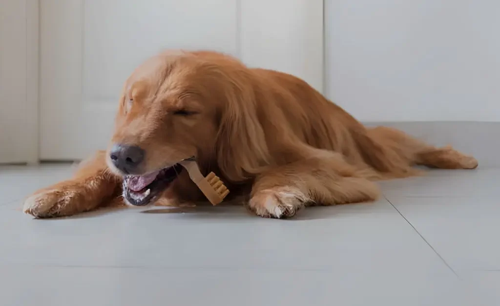 Stop a Dog from Chewing Everything