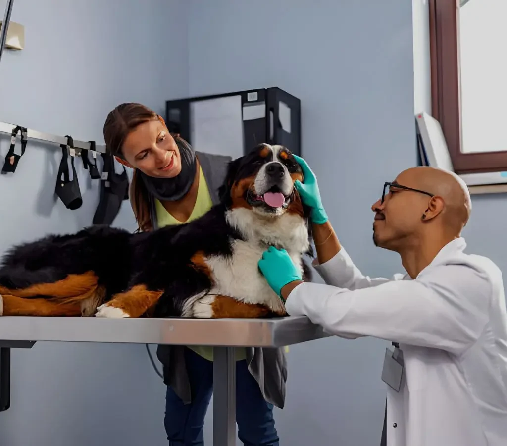 dog vet visits