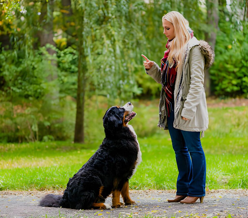 leash manners